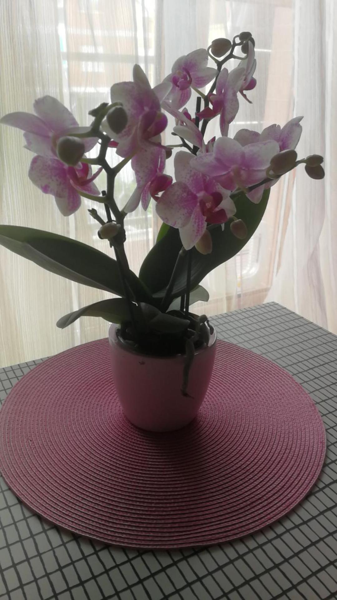 Casa Delle Orchidee Hotel Alba Kültér fotó