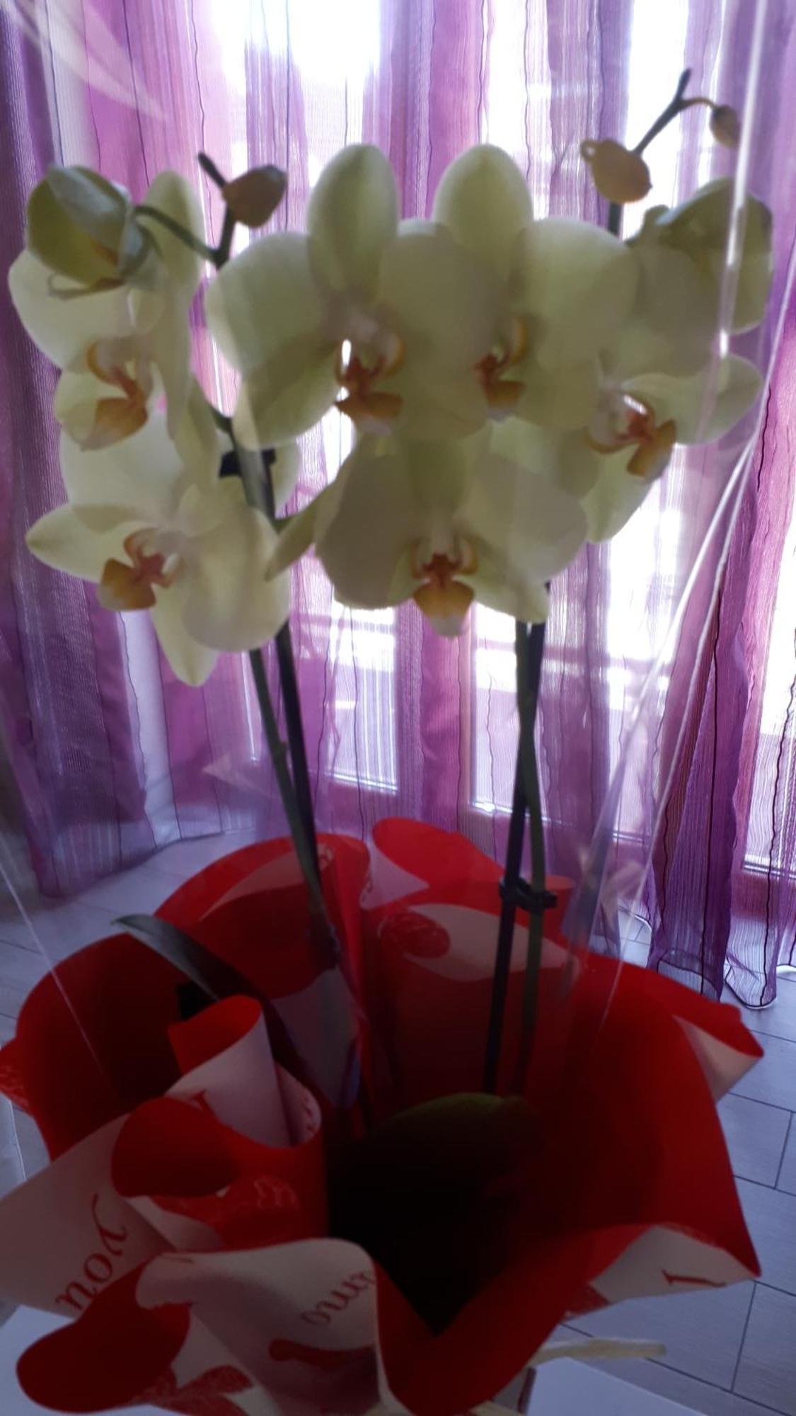 Casa Delle Orchidee Hotel Alba Szoba fotó